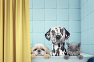 two dogs and cat in the bath