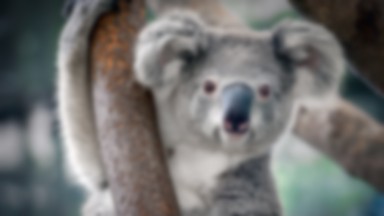 Tysiące misiów koala zginęły w pożarach w Australii