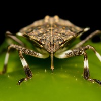 Poloska ellen ecetes törölköző? Egyszerű, természetes módszerek, amik segíthetnek
