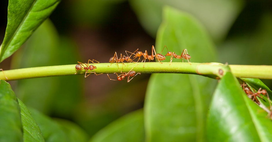 Obierki ogórka odstraszają mrówki