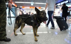 Straż Graniczna walczy o emerytury... dla psów. O jakie pieniądze chodzi?