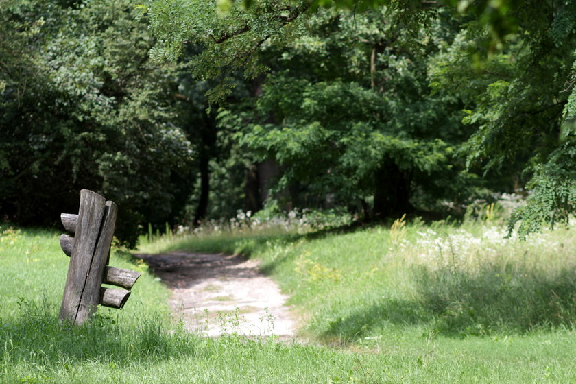 Park wokół pałacu w Rogalinie