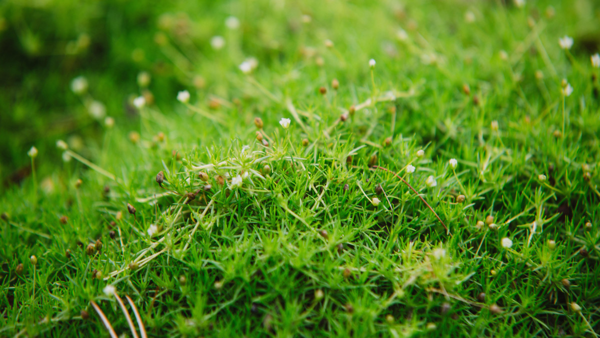 Karmnik ościsty to maleńka roślina o dużym znaczeniu. Należy do rodziny goździkowatych. Może być ozdobą ogrodu, ale może być uprawiana zamiast trawnika. Sprawdź, dlaczego.
