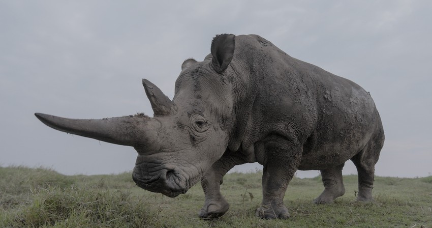 Scena iz dokumentarca