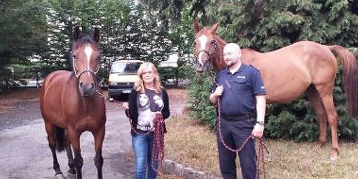 Policja łapała konie na rondzie