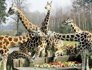 GERMANY-ANIMALS-GIRAFFES