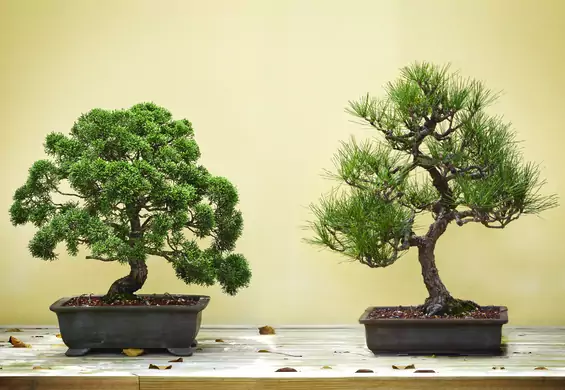 Drzewko bonsai – co to za roślina i jak ją pielęgnować