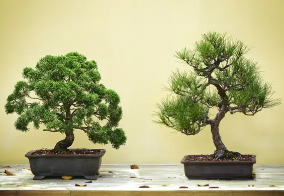 Drzewko bonsai – co to za roślina i jak ją pielęgnować