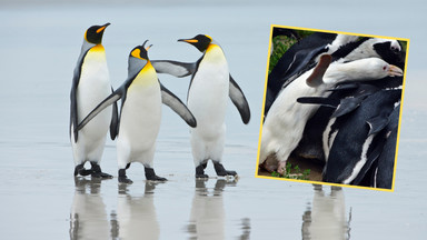 To jedyny taki pingwin na świecie, spotkacie go w gdańskim zoo