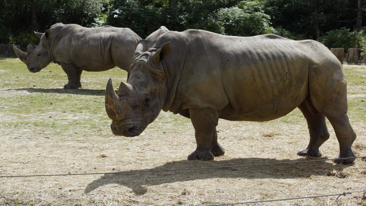 Nosorożec biały o imieniu Vince został zabity w prywatnym zoo pod Paryżem