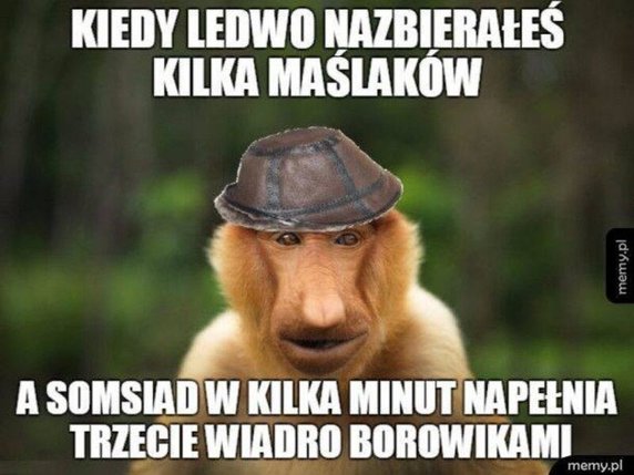 Sezon na grzyby rozpoczęty