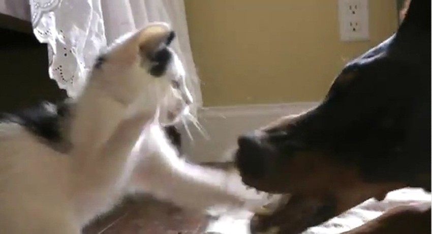 I mačke nekad mogu da vode glavnu reč