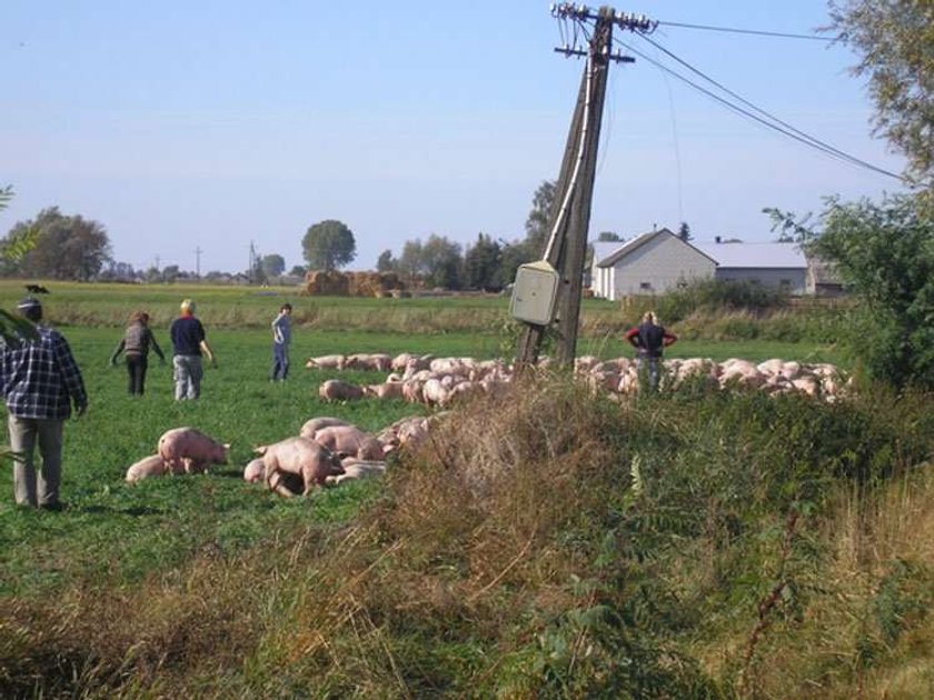 Świńska panika na drodze!