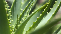 Aloes