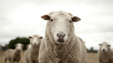 W Karkonoskim Parku Narodowym będą wypasane owce