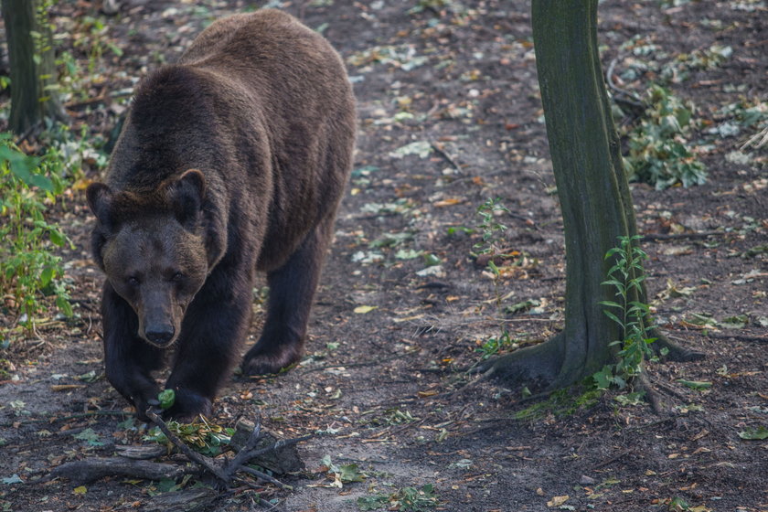 Zbiórka orzechów dla niedźwiedzi z Poznania