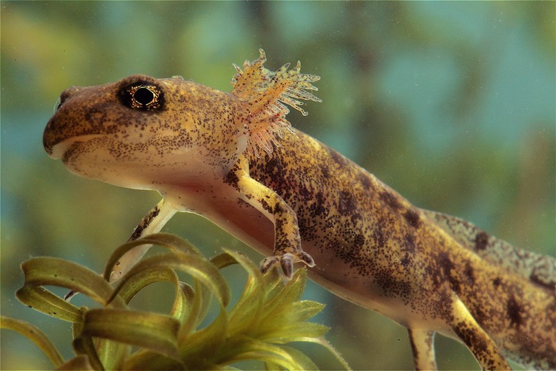 Biologia przyroda quiz z biologii przyrody Close-up,Of,Head,With,Large,Eye,And,Gills,From,Larva