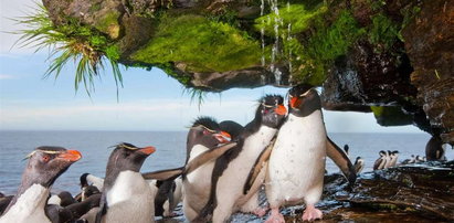 Pingwiny na urlopie. Urocze FOTO
