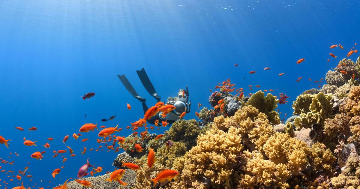 Ziemia przekroczyła pierwszy punkt krytyczny klimatu. Rafy koralowe nie do uratowania