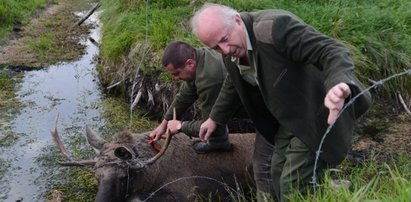 Łosiu, co ty wyprawiasz?