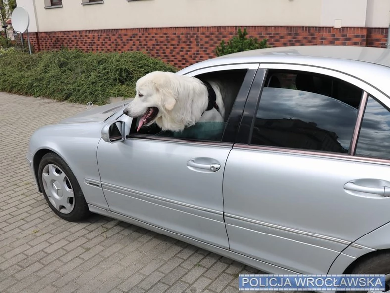 Srebrny Mercedes i biały owczarek skusiły złodziei