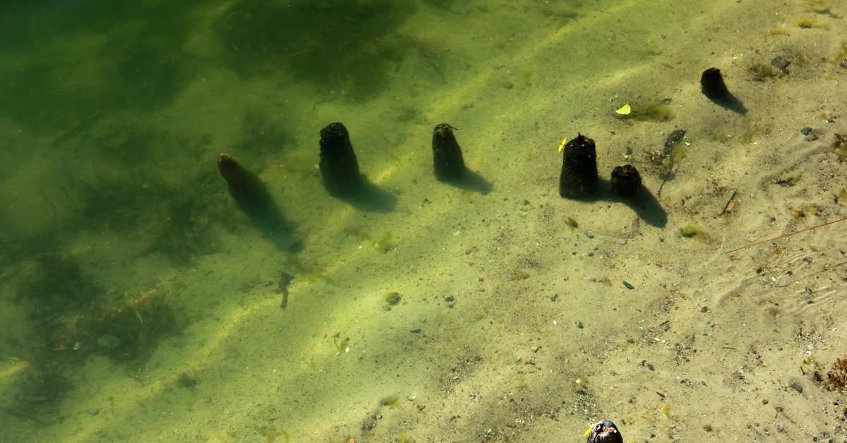 Tajemnicza broń w Wielkopolsce. Czy to insygnium władzy Mieszka I?