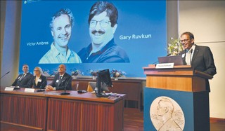 Victor Ambros i Gary Ruvkun laureatami Nobla w medycynie za odkrycie mikroRNA