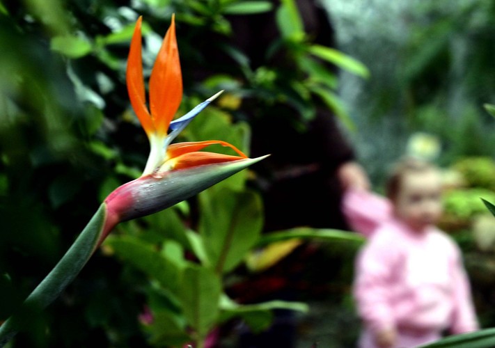 Powsin – ogród botaniczny