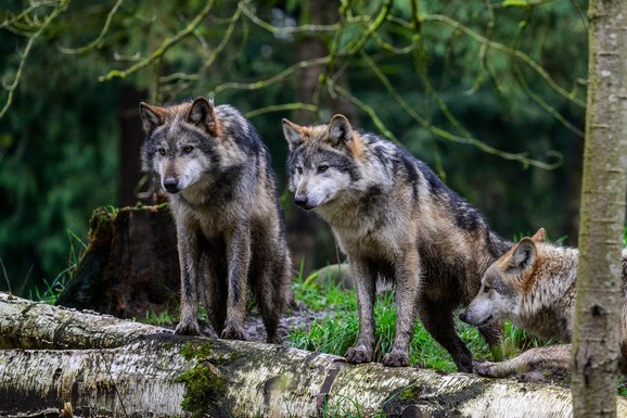 (MAPE) VELIKE ZVERI ŠIRE SE HRVATSKOM I SVE IH JE VIŠE! Precizne mape pokazuju dramatičan preokret, ove 3 vrste su u pitanju
