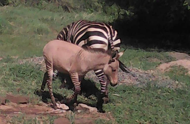 Zebroid. Jak wygląda dziecko zebry i osła?