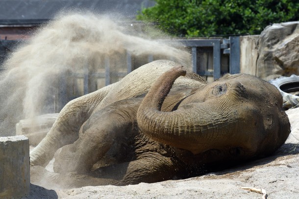 Krefeld Zoo - Elephant