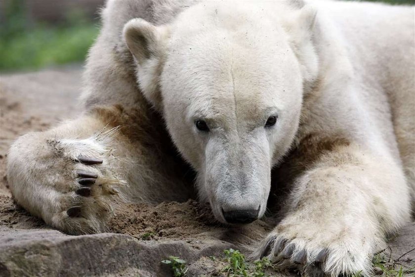 Knut został otruty?