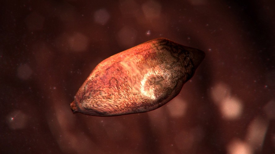 Paragonimus westermani – można się nim zarazić, jedząc surowe kraby. Konsekwencją tego zarażenia mogą być nie tylko infekcje płuc, w których się osiedla, ale nawet paraliż