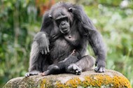 Portrait of a chimpanzee and child