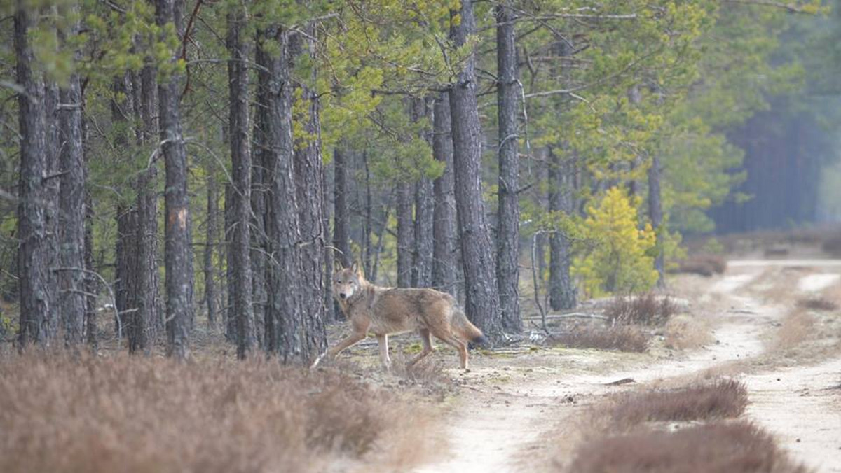 W tych pomorskich lasach możesz spotkać łosie, a nawet wilki