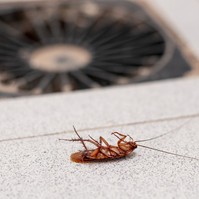 Csótányok a kelesztőben – botrányos higiéniai állapotok miatt zárták be a baracskai sütőüzemet