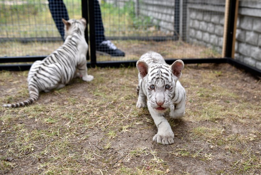 W ZOO Safari w Borysewie urodziły się kolejne tygryski