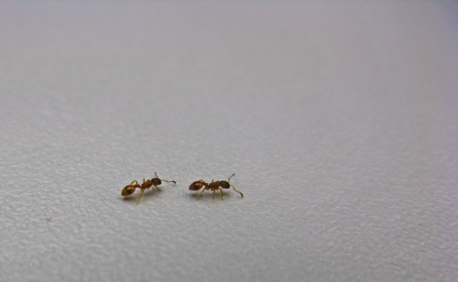 Mrówki z gatunku Temnothorax albipennis. fot. CC BY-SA 4.0
