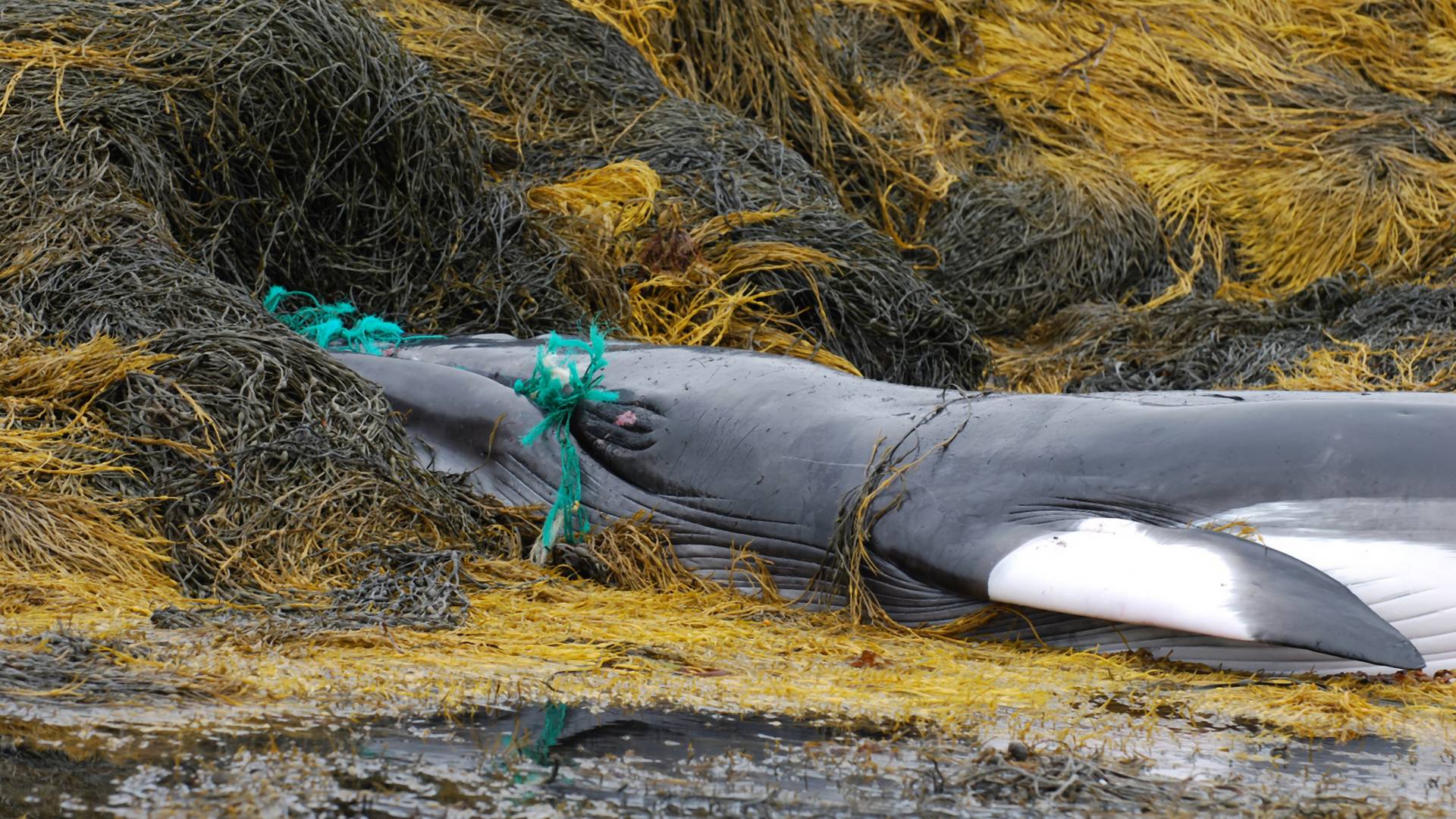 Az eddig véltnél jóval veszélyesebbek a bálnákra a halászhálók