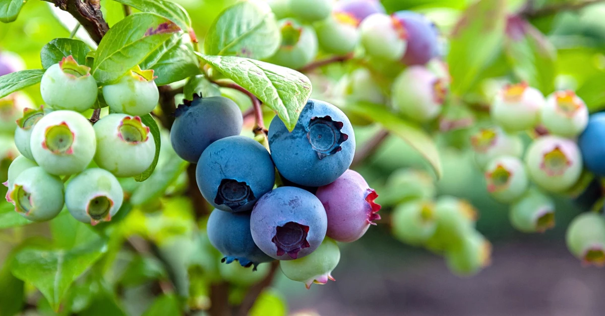 Dosyp do wody i podlej borówki tym domowym nawozem, a borówki będą miały wyjątkowo dużo owoców