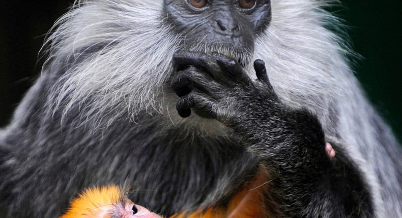 silvered leaf monkey