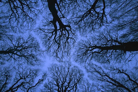 Looking up into leafless canopy in the winter showing crown shyness, blue hour, Jasmund National Par