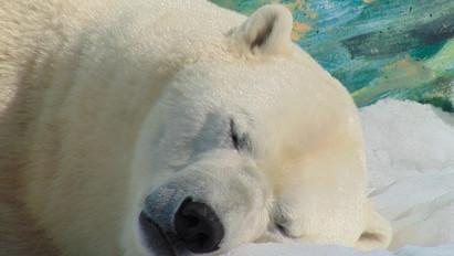 Az ember igazi tragédiája: drónokkal és helikopterekkel üldöztek a halálba egy, a túlélésért küzdő jegesmedvét Kanadában – fotó