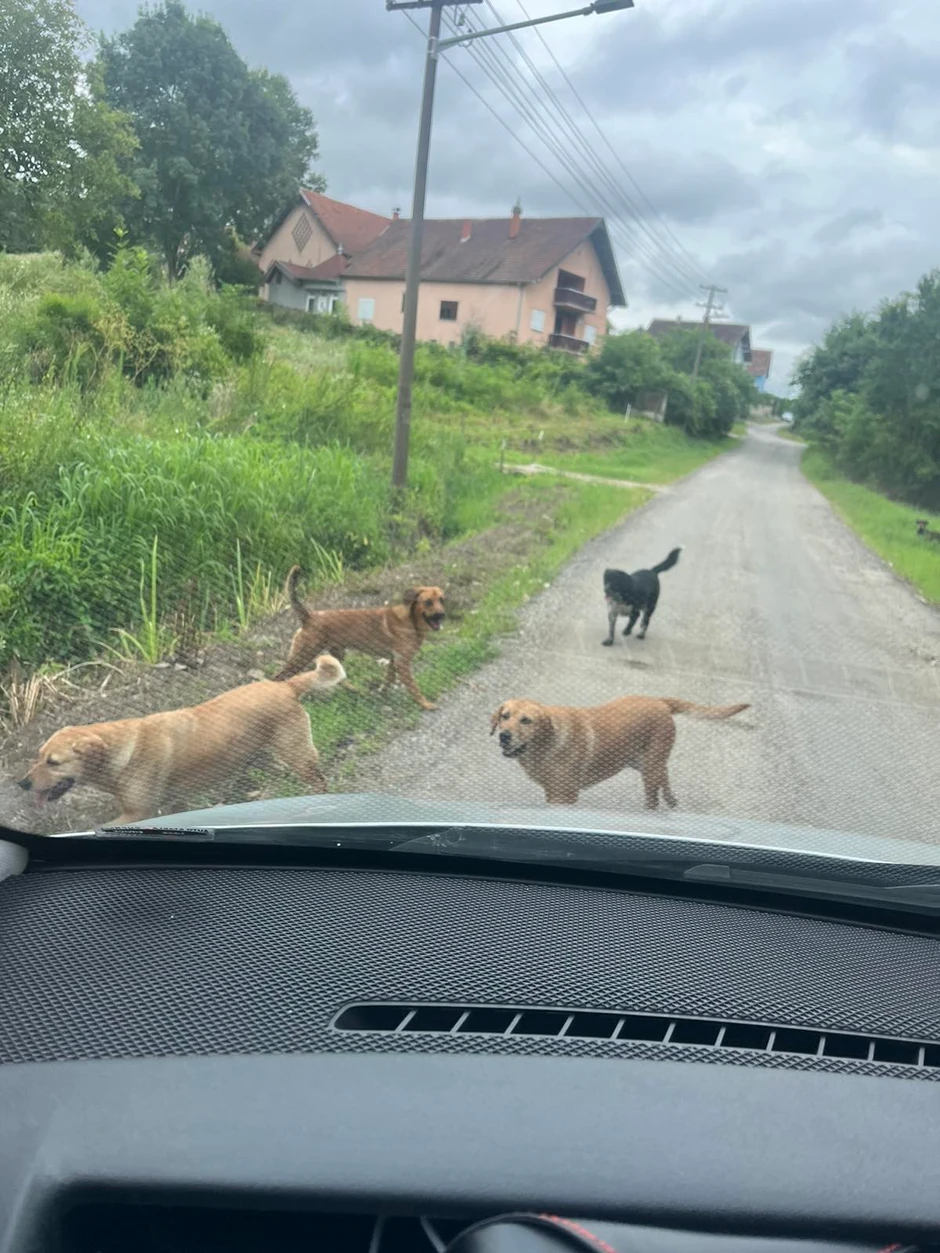 psi na ulicama Isakova kod Ćuprije