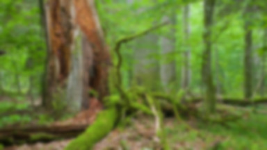 Białowieża - leśnicy kontra Greenpeace