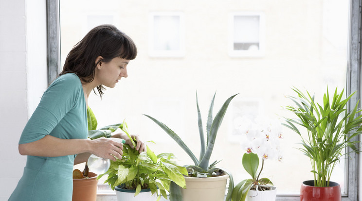 Mi mindenben lehet magokat hajtani? / Fotó: Thinkstock