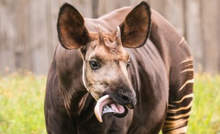Przyjechał do nas dorodny kawaler okapi! 