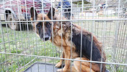 Sokkoló fotók: csontsoványra fogyott kutyákat mentettek a tenyésztőtől Pécs közelében – Több állat el is pusztult