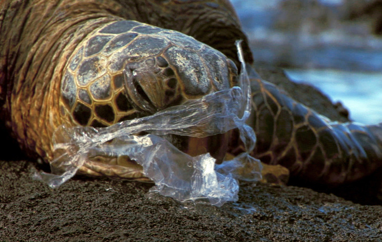 Mikroplastik zagraża żółwiom