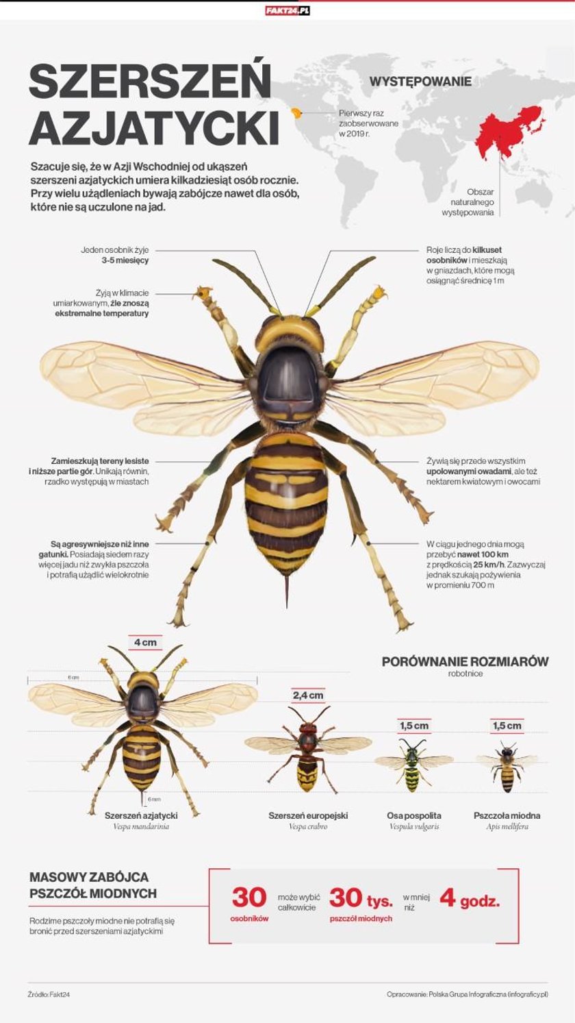 Czy szerszeń azjatycki dotrze do Polski? Wywiad z entomologiem